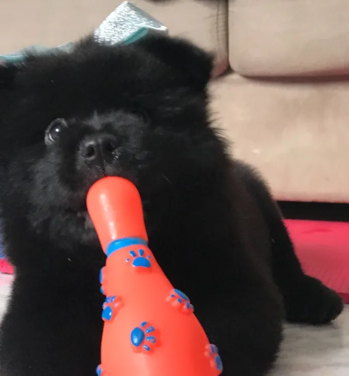 Cachorro ra a Chow Chow  idade Abaixo de 2 meses nome Noite 