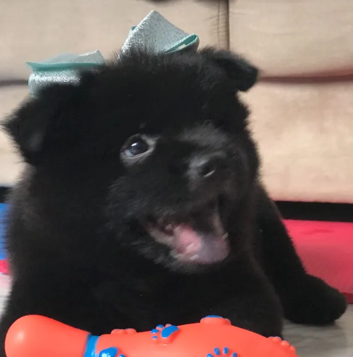 Cachorro ra a Chow Chow  idade Abaixo de 2 meses nome Noite 