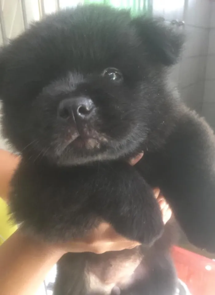 Cachorro ra a Chow Chow  idade Abaixo de 2 meses nome Noite 