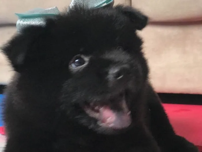 Cachorro ra a Chow Chow  idade Abaixo de 2 meses nome Noite 
