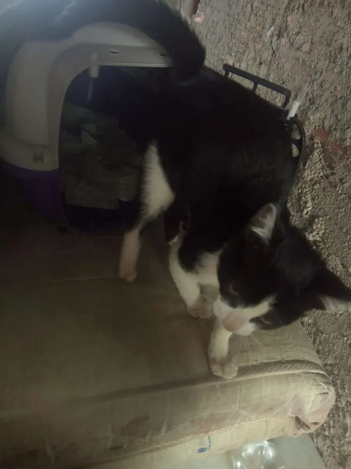 Gato ra a  idade 2 a 6 meses nome Sem nome