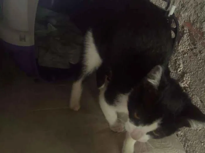 Gato ra a  idade 2 a 6 meses nome Sem nome