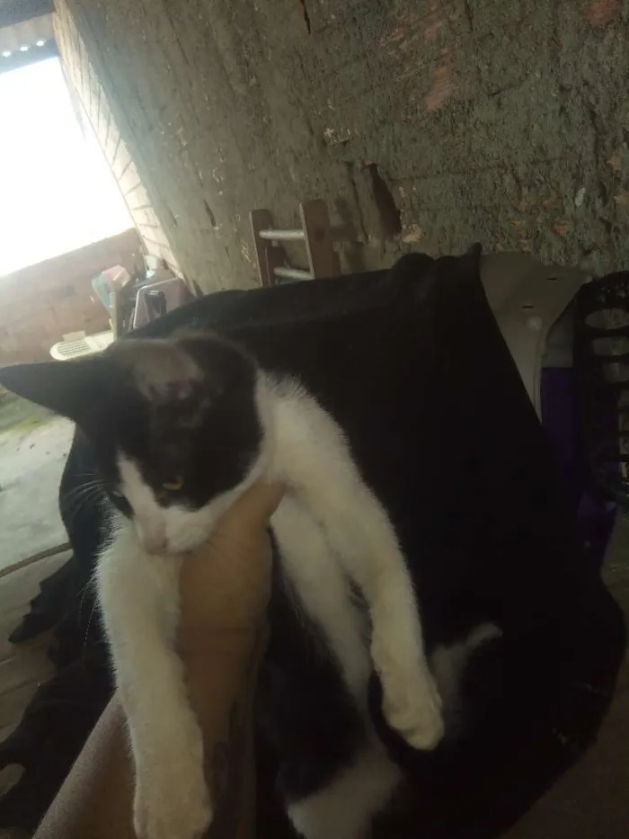 Gato ra a  idade 2 a 6 meses nome Sem nome