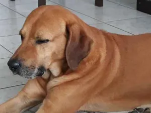 Cachorro raça Sem Raça Definida  idade 6 ou mais anos nome Toddy