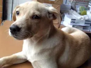 Cachorro raça Sem raça definida idade 7 a 11 meses nome Kiki