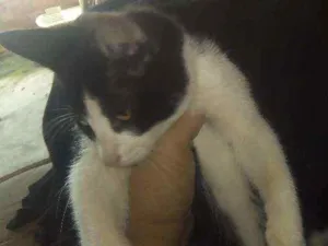 Gato raça  idade 2 a 6 meses nome Sem nome
