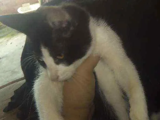 Gato ra a  idade 2 a 6 meses nome Sem nome