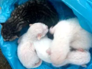 Gato raça Sem idade Abaixo de 2 meses nome Não tem