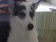 Haika