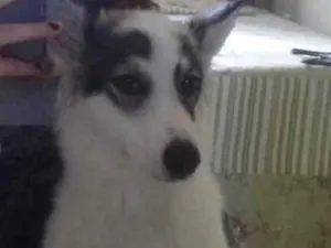 Cachorro raça Husky siberiano com vira-lata  idade 1 ano nome Haika