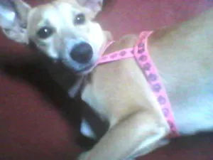 Cachorro raça Vira lata idade 2 a 6 meses nome Kiara