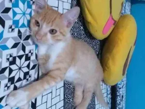Gato raça srd idade 2 a 6 meses nome Mexirica
