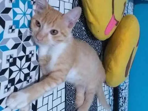 Gato ra a srd idade 2 a 6 meses nome Mexirica