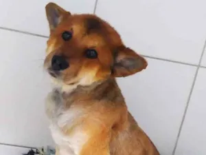 Cachorro raça Vira Lata (mix com Chow Chow) idade 6 ou mais anos nome Jere (Jeremias)