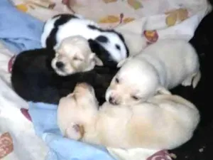 Cachorro raça Vira lata  idade Abaixo de 2 meses nome Sem nome