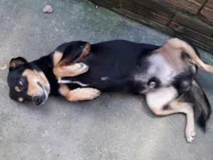 Cachorro raça Sem raça definida idade 2 anos nome Bingo 