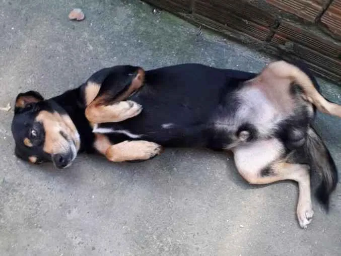 Cachorro ra a Sem raça definida idade 2 anos nome Bingo 