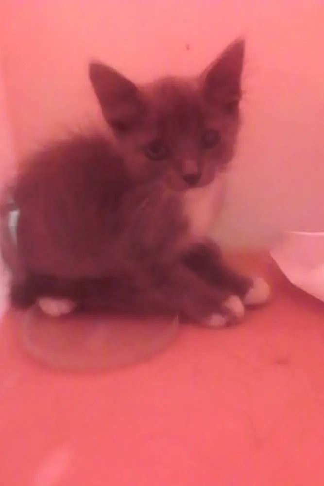 Gato ra a Srd idade 2 a 6 meses nome Nuvem