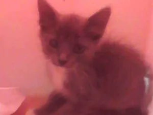 Gato raça Srd idade 2 a 6 meses nome Nuvem