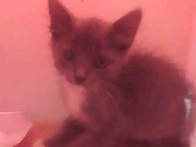 Gato ra a Srd idade 2 a 6 meses nome Nuvem