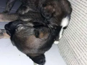 Cachorro raça Mestiço idade Abaixo de 2 meses nome Filhotes