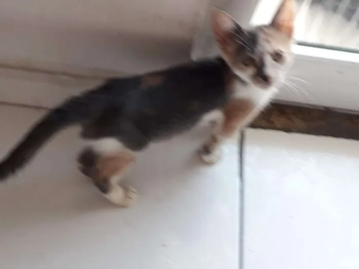 Gato ra a Srd idade 2 a 6 meses nome Nuvem