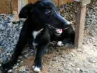 Cachorro raça Vira lata  idade 2 a 6 meses nome Ninilha