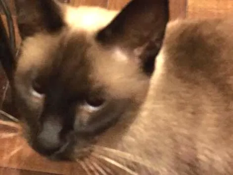 Gato ra a Siamês idade 2 a 6 meses nome Charlotte 