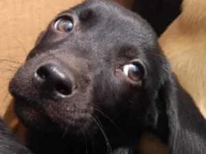 Cachorro raça SRD idade 2 a 6 meses nome Pietra 