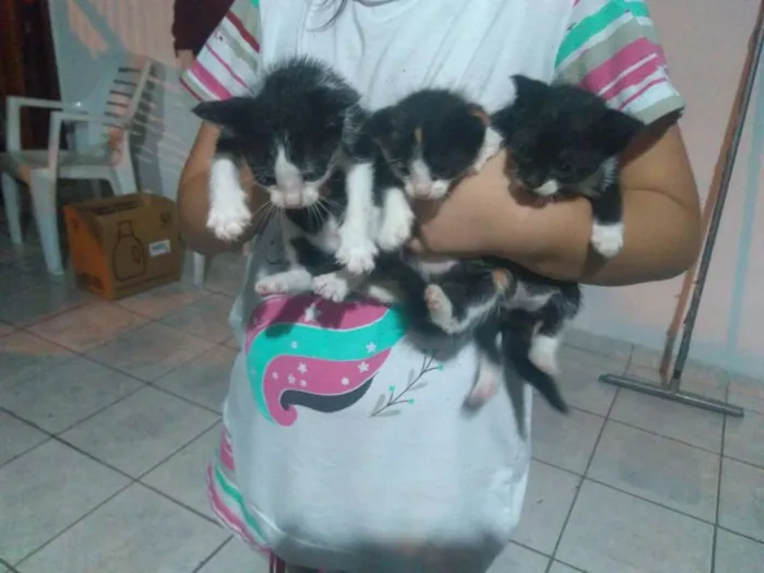 Gato ra a SRD idade Abaixo de 2 meses nome Chuvisco