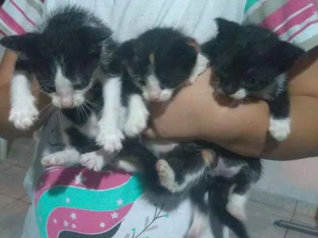 Gato ra a SRD idade Abaixo de 2 meses nome Chuvisco