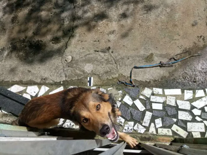 Cachorro ra a vira lata idade 1 ano nome Fluck