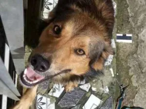 Cachorro raça vira lata idade 1 ano nome Fluck