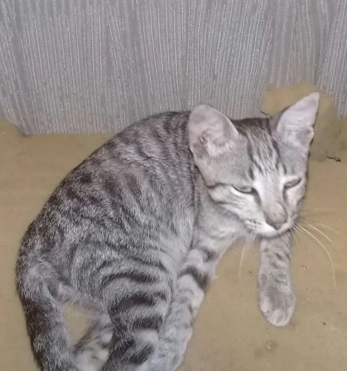 Gato ra a  idade 2 a 6 meses nome Não tem nome