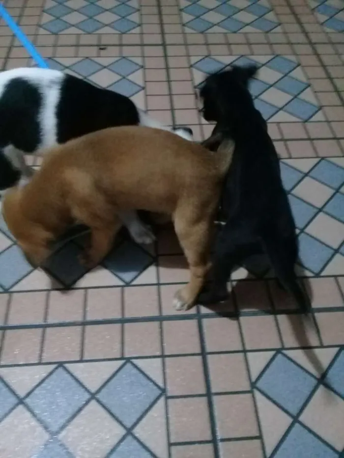 Cachorro ra a Sem definição  idade 2 a 6 meses nome Sem nome
