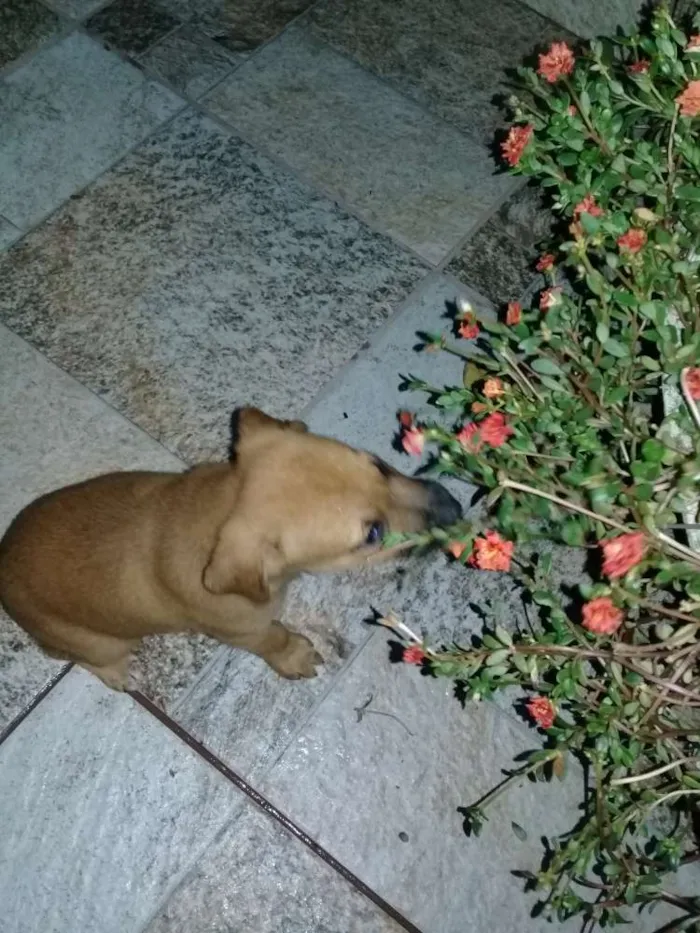 Cachorro ra a Sem definição  idade 2 a 6 meses nome Sem nome