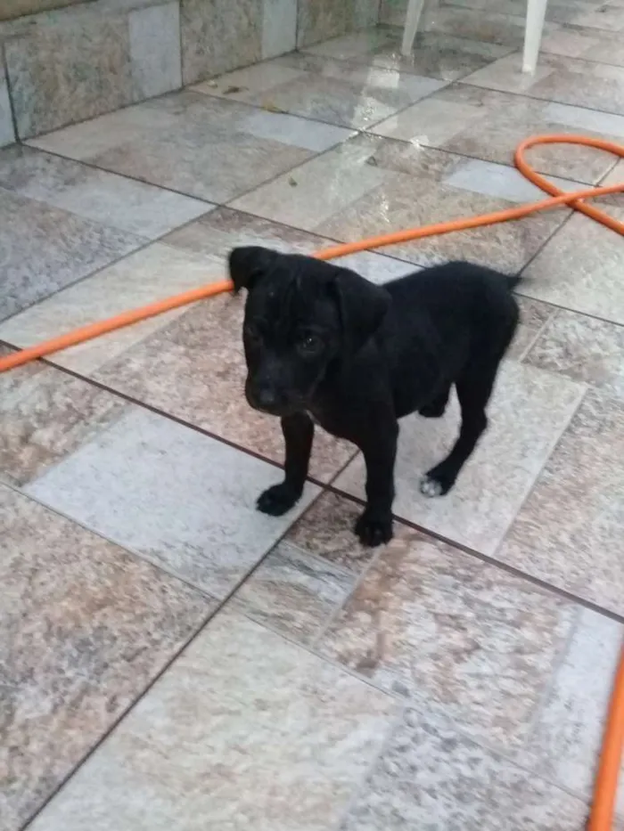 Cachorro ra a Sem definição  idade 2 a 6 meses nome Sem nome