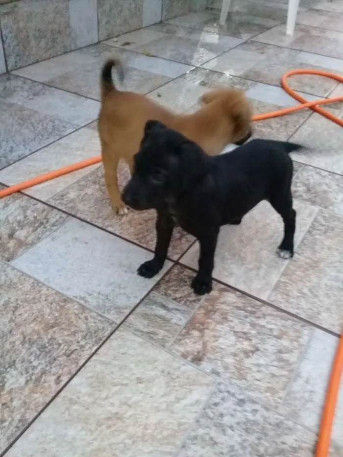 Cachorro ra a Sem definição  idade 2 a 6 meses nome Sem nome