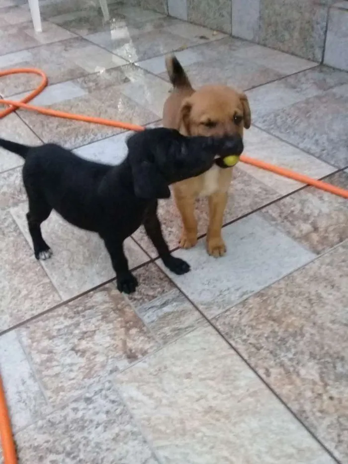 Cachorro ra a Sem definição  idade 2 a 6 meses nome Sem nome