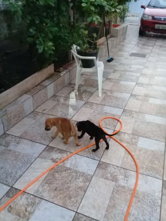 Cachorro ra a Sem definição  idade 2 a 6 meses nome Sem nome