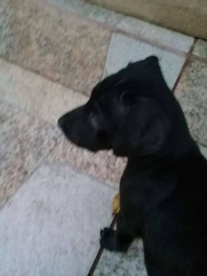 Cachorro ra a Sem definição  idade 2 a 6 meses nome Sem nome