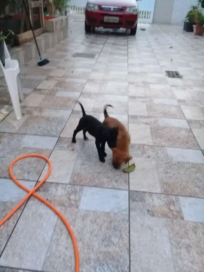 Cachorro ra a Sem definição  idade 2 a 6 meses nome Sem nome