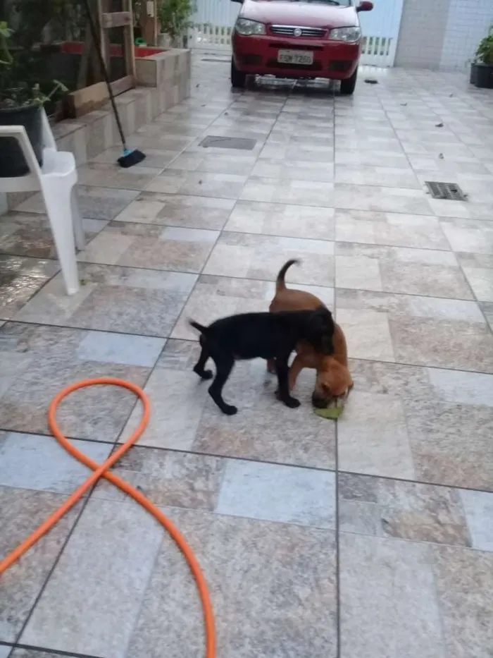 Cachorro ra a Sem definição  idade 2 a 6 meses nome Sem nome