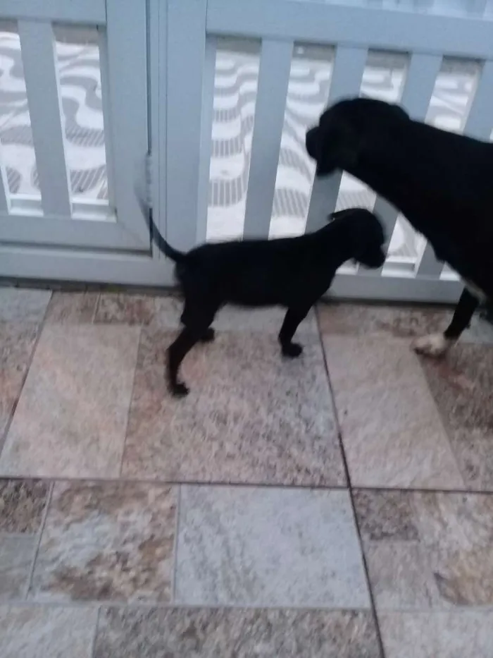 Cachorro ra a Sem definição  idade 2 a 6 meses nome Sem nome