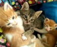 Gatos Cassia 