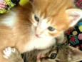 Gatos Cassia 