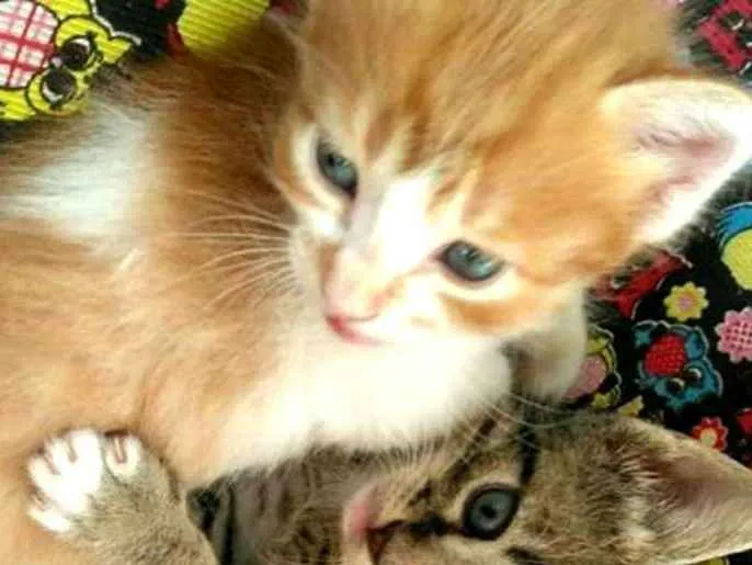 Gato ra a  idade 2 a 6 meses nome Gatos Cassia 