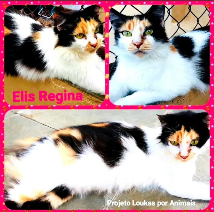 Gato ra a  idade 2 a 6 meses nome Gatos Cassia 