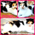 Gatos Cassia
