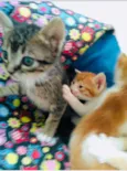 Gatos Cassia 